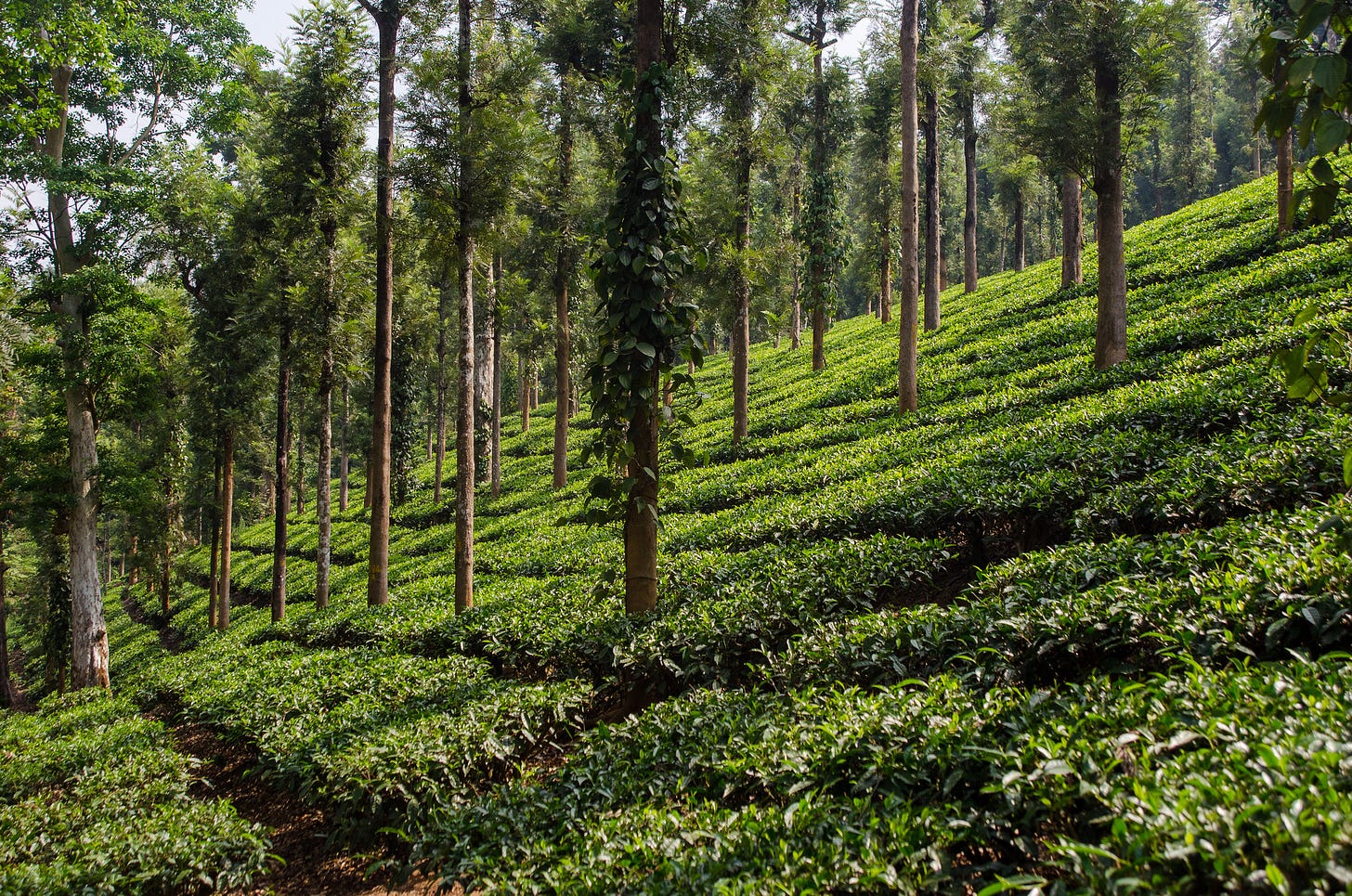 ID: Sloping tea fields