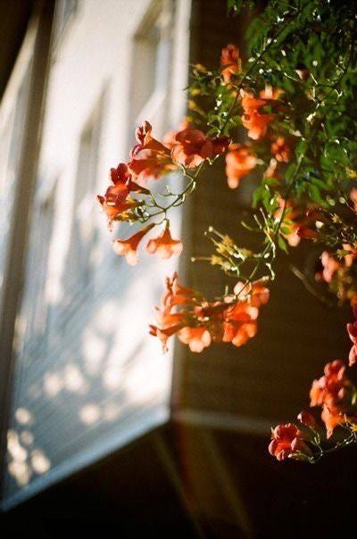 May be an image of flower