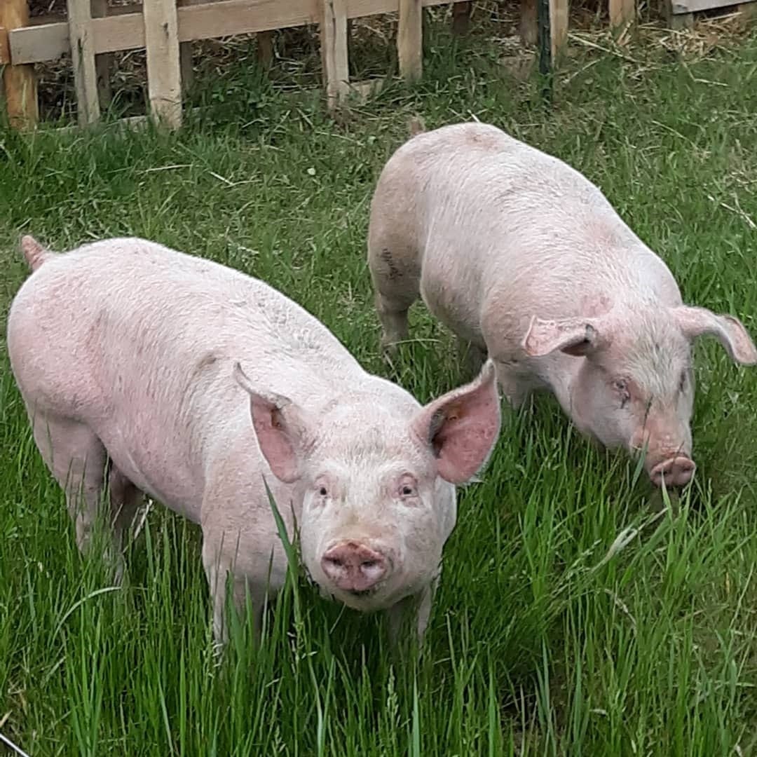 bringing home your first livestock