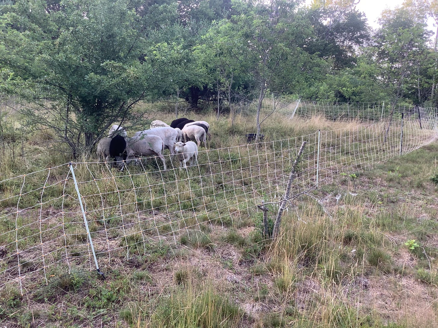 This Week at Briden Farm – July 5–11, 2026