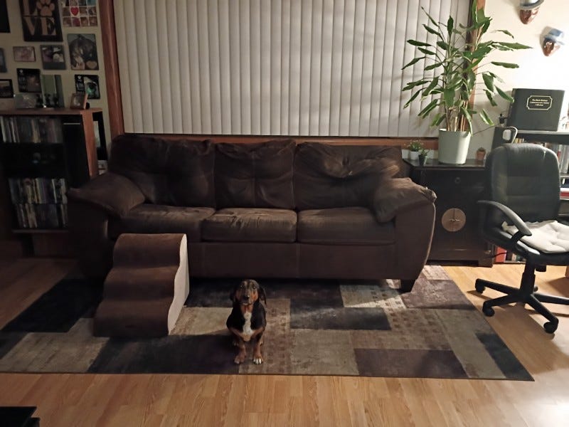 Hound mix dog sits on rug next to matching couch and dog steps