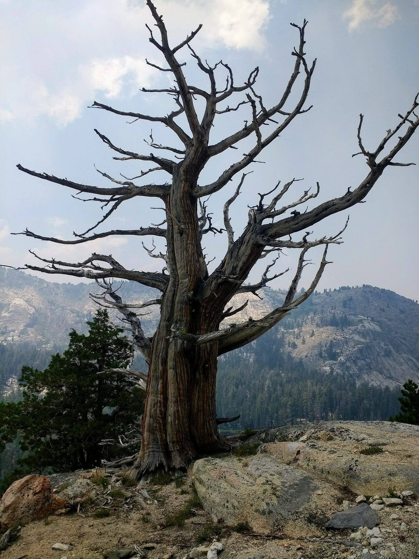 a gnarled tree against a gray sky
