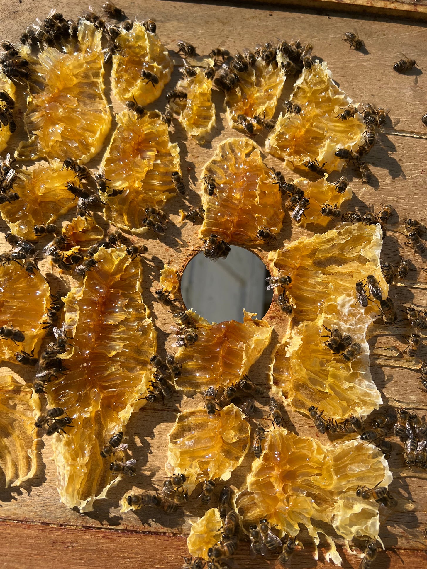 Honey bees on honey comb Honey bees on honey comb