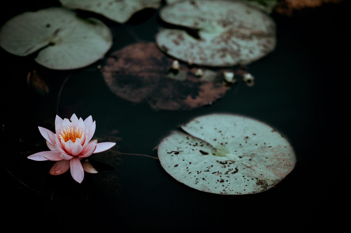 dark water with scattered grey-green lotus leaves and a single pale pink lotus bloom in the lower left corner of the image