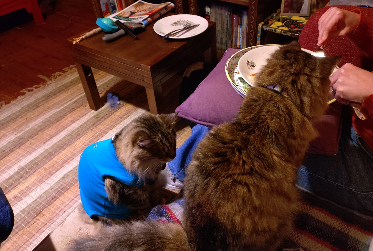 Both cats 'watching' my wife eat.