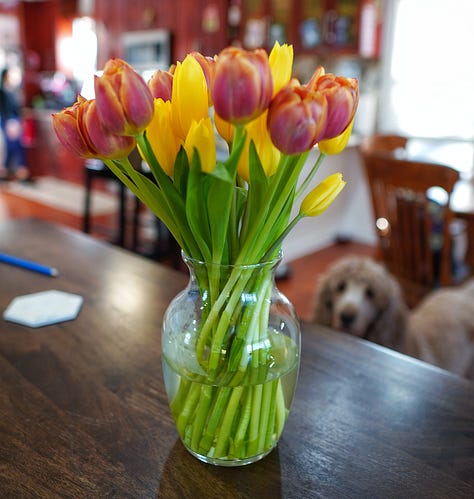 Red and Yellow Tulips