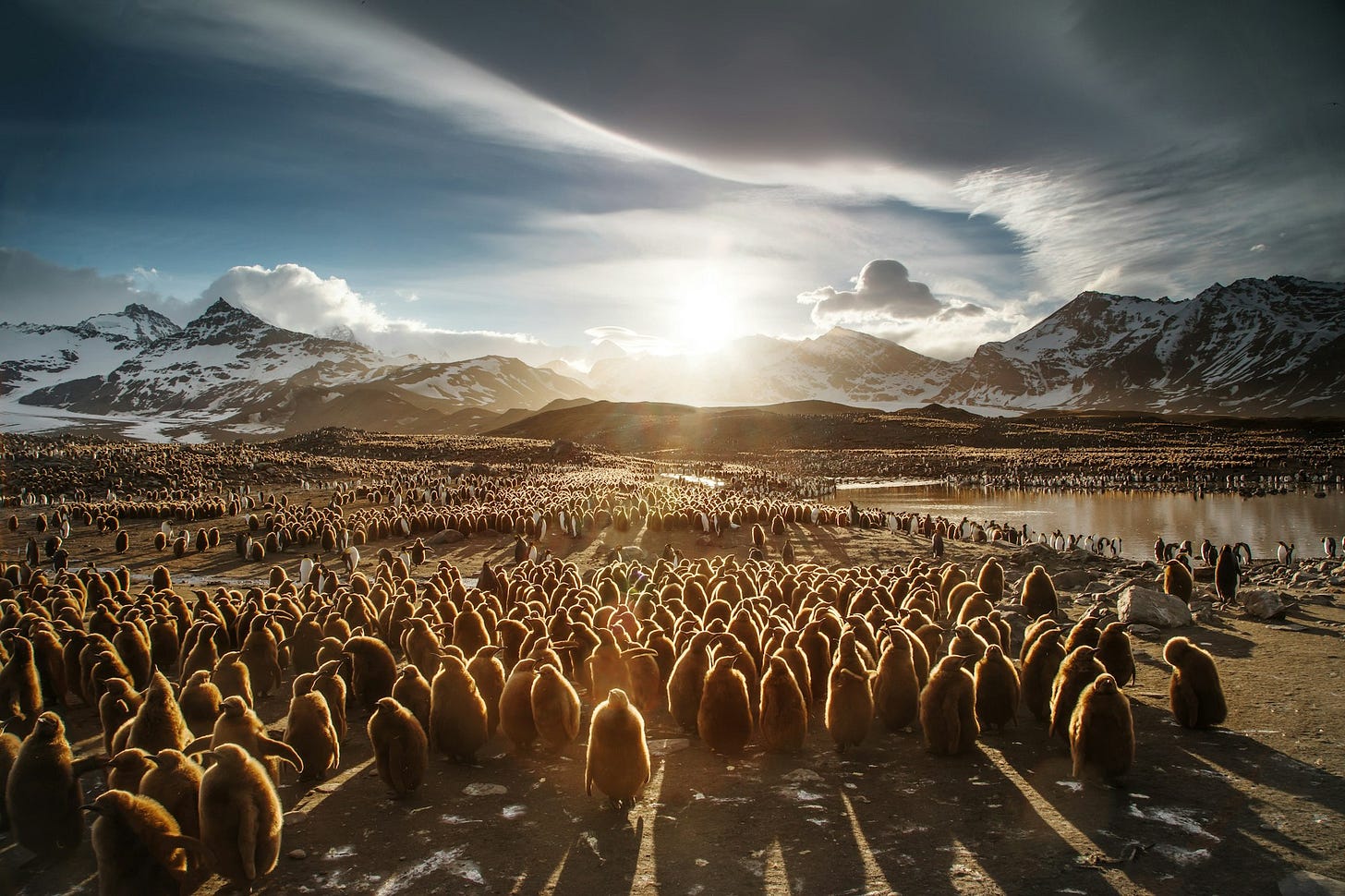 Juvenile king penguins under a dramatic sky