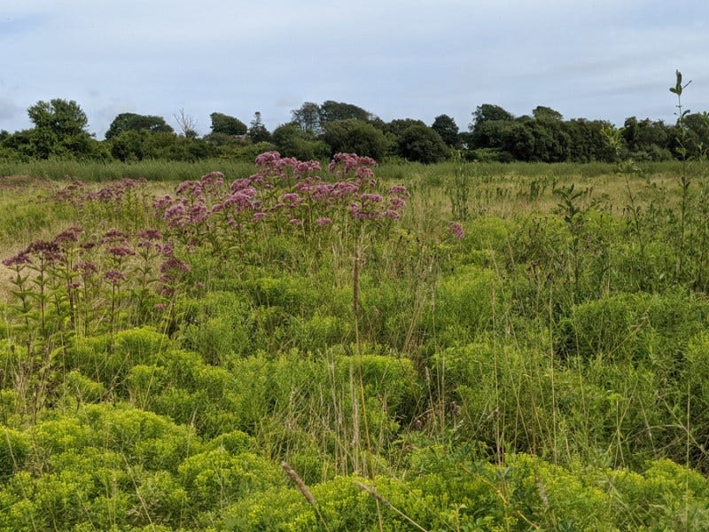 Aquidneck Land Trust conserves 10.81 acres in Middletown