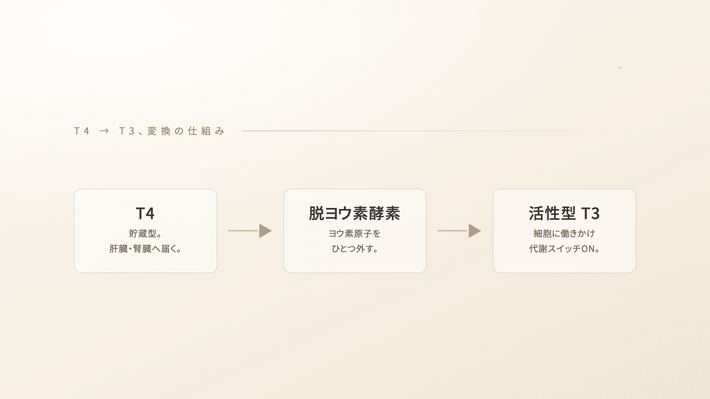 甲状腺機能低下症_血液栄養解析_遺伝子検査_ホルモン | 精密栄養学