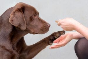 Dogs carrying the genetic variant most associated with obesity, DENND1B, had around 8% more body fat than those without it.