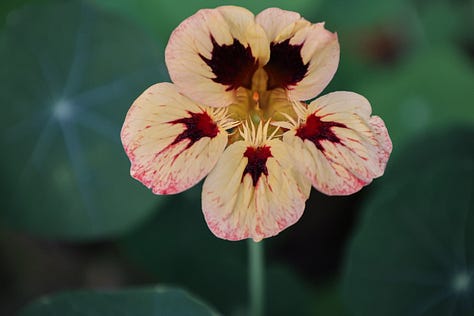 nasturtium flowers