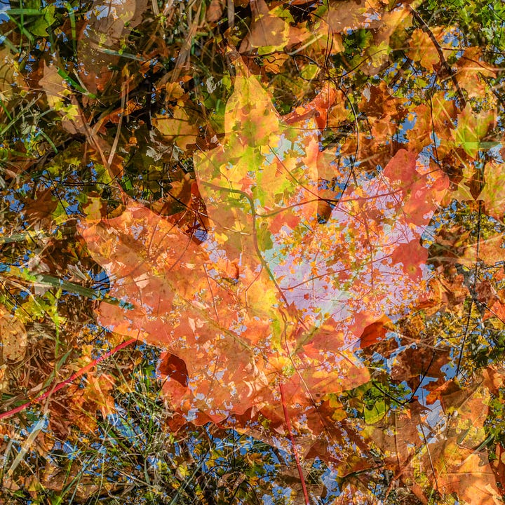 Diptych: Green leaf on left, orange maple leaf on right. Both leaves are translucent but made abstract by overlay of lots of leaves.