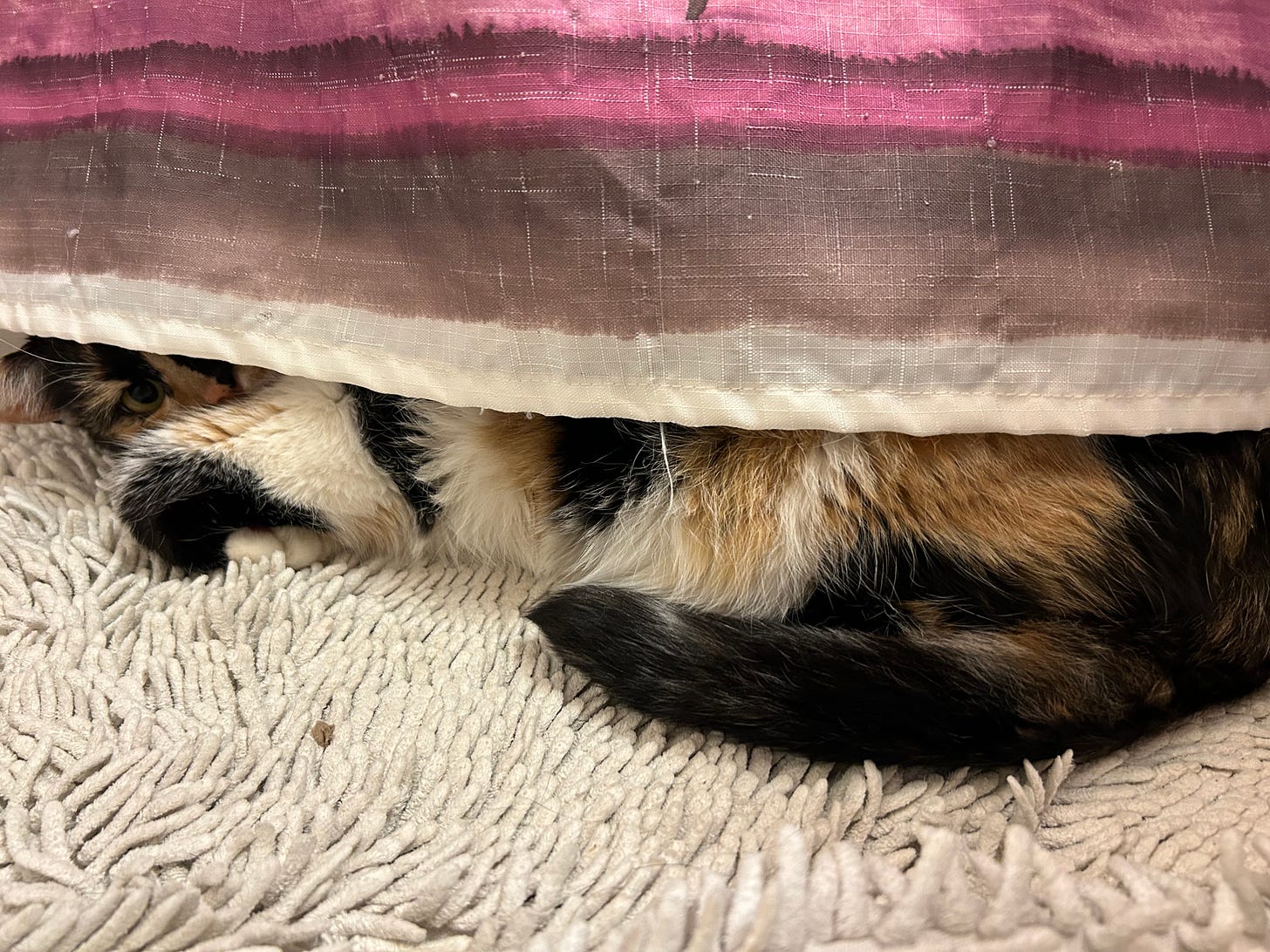 Calico cat hides under a purple, brown, and white shower curtain. 