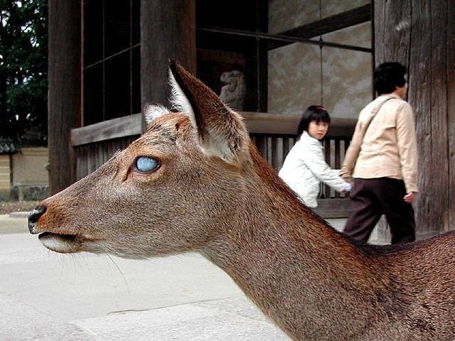 Side profile of a deer with cloudy eyes.