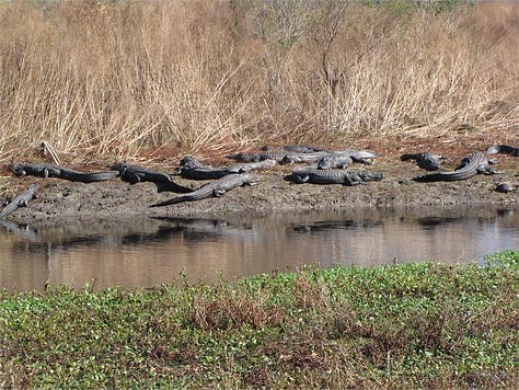 Three pictures arranged in gallery form across the page. #1 Green water lilies and plants in the foreground and higher dried out 3 ft. tall brown bushes in background. In between are a dozen alligators sprawled along the shore of a sliver of tannins colored water. #2 A dozen alligators sunning themselves on a strip of dried brown vegetation flanked on either side by thick green water plants. #3 Four alligators, some in the large blue sink water and some barely on shore. Some scrawny leafless trees are partially blocking view of alligators on shore.