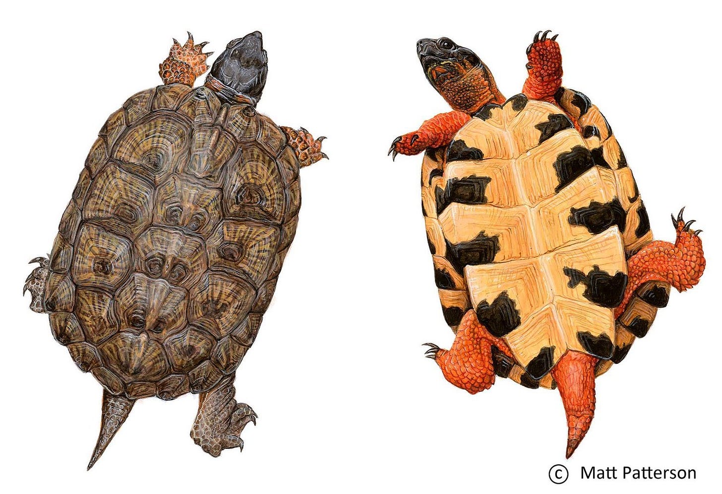 A close-up of a turtle

Description automatically generated