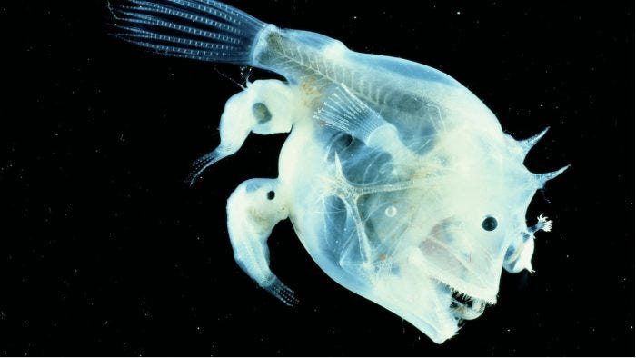 Anglerfish and Their Weird Mating Habits » Explorersweb
