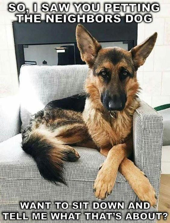 Everyone Stopped to Laugh at These Funny Dog Memes