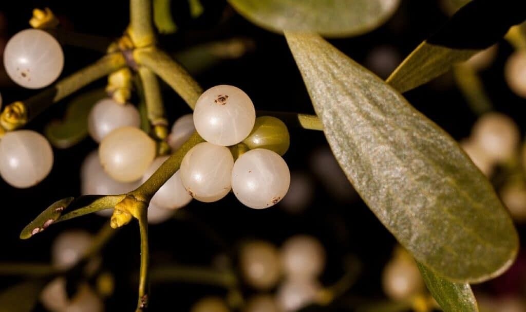 11 interesting things you didn't know about christmas. Mistletoe
