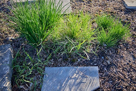 various perennial herbs emerging in the garden in the spring