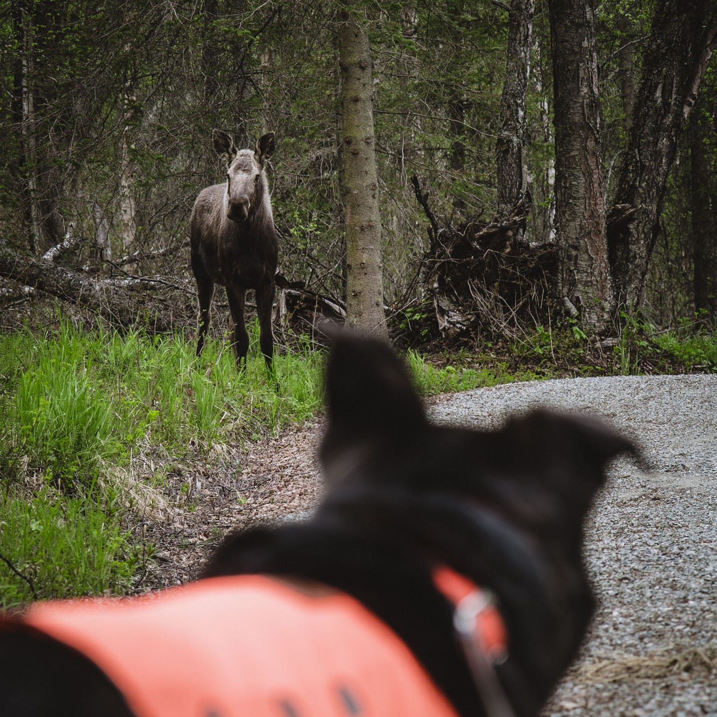 Moose on trail.