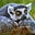 Dreaming Lemur's avatar