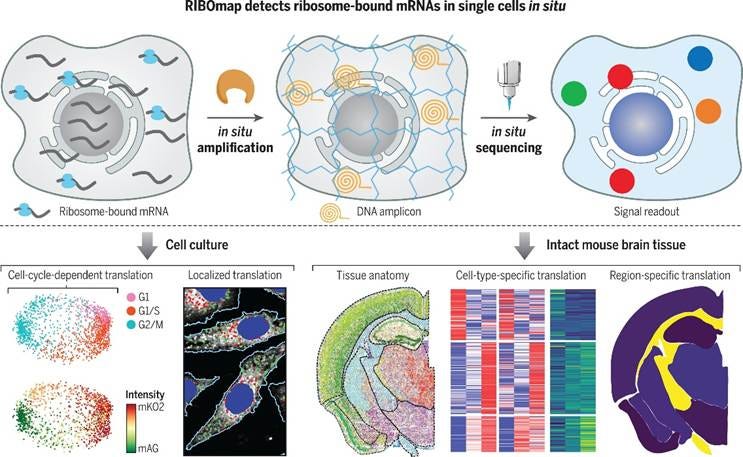A diagram of a cell

AI-generated content may be incorrect.