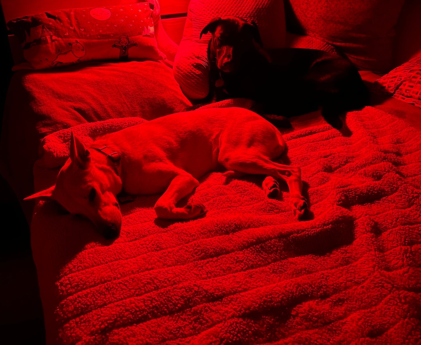 Both dogs near the head of the bed, with Bea across my half and Uša in his spot. Both are bathed in red light.