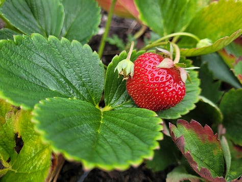 Various produce from the garden.