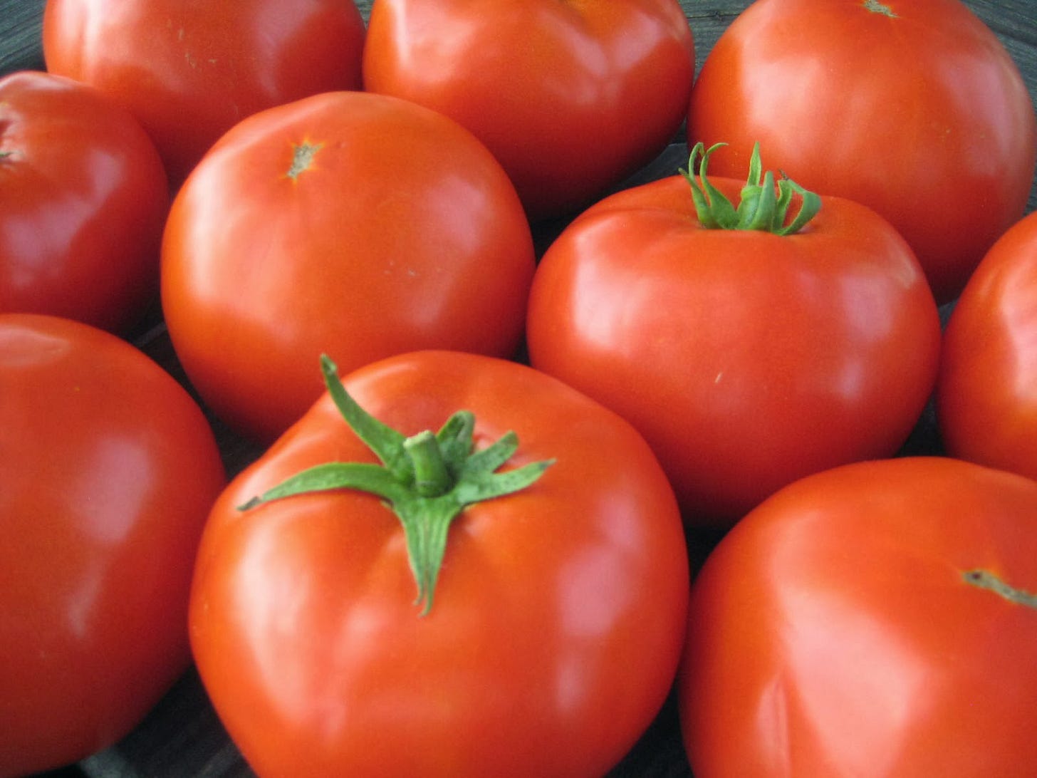 red tomatoes 