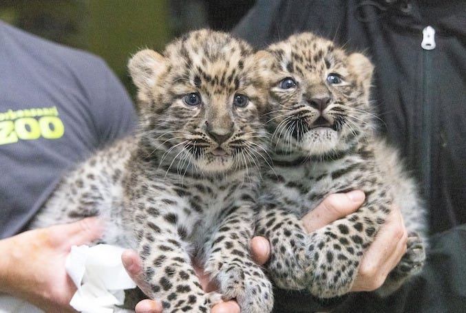 The Amur leopard cubs together, with the female on the left and the male on the right. The cubs will be given names beginning with the letter S. Photo: Annika Sorjonen / Korkeasaari Zoo