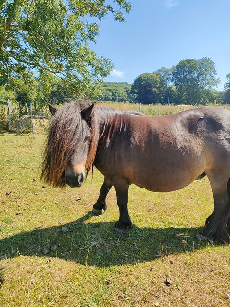 A white pony with dark spots looking left, a signet in a lake, a sheep looking at the camera, a bunny sitting on a haybale, a bird in its aviary, a goat climbing a fence to say hello, a pig smiling at the camera, a swan standing in a grass field, a brown pony looking straight at the camera