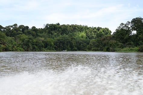 Top left shows a muddy brown river with an old tree branch on which a large brown heron stands. It's neck is striped orange and brown. Middle top - two long narrow boats lie resting on the muddy brown river bank. Tor right, a view from inside one of the boats showing seats lined in two columns down the middle of the boat. Each seat has an orange life jacket slung over the seat back. There are no windows. Middle left, an emerald green lizard with a long tail and horned ridges running over the top of its head and down its spine rests on a branch. Middle image shows a brown caiman slipping into the murky brown water off a muddy riverbank. Middle right shows two monkeys in the jungle canopy - one of them is reaching out its arm to the other. The monkeys are light brown on the top half and dark brown on the bottom. Bottom left - a view from a boat across a wide stretch of water to low buildings and an old tree still standing. Middle bottom, a river between an open area of reed on the right and on the left, the deep thick jungle vegetation. Bottom right, spray from a boat rises in front of the camera and behind the spray is a wide expanse of water across from a jungle scene with thick green vegetation.