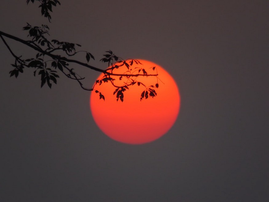 An orange globe against a dark grey background with a silhouette of a branch of leaves falling across the top half of the globe