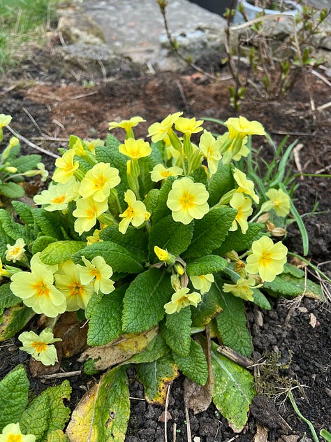 A close up of dog violet flowers, a picture of woodlands in dappled sunlight, and a close up picture of bright yellow primrose flowers.