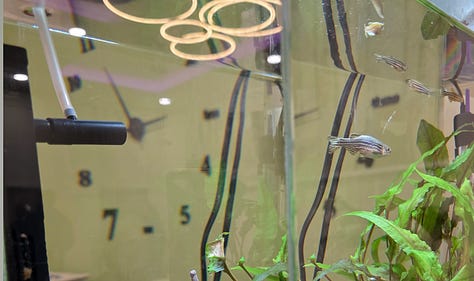 The Willows specialist school for autism in Lincoln