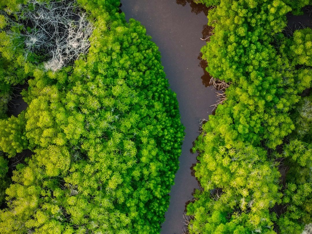 green and white plant on white ceramic pot green and white plant on white ceramic pot