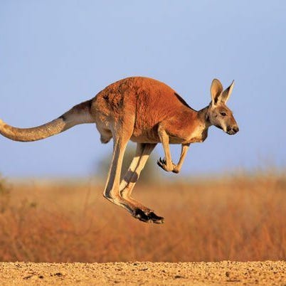 MICHAEL'S CURIOUS WORLD