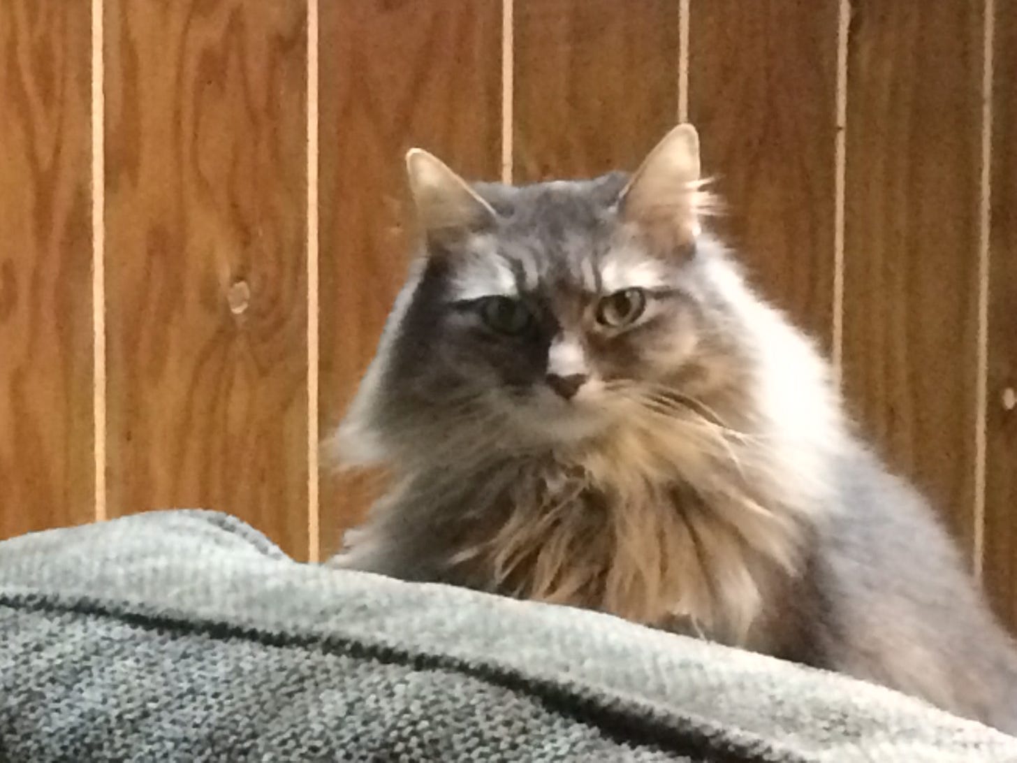 Encouraging healthy cat scratching behavior Encouraging healthy cat scratching behavior