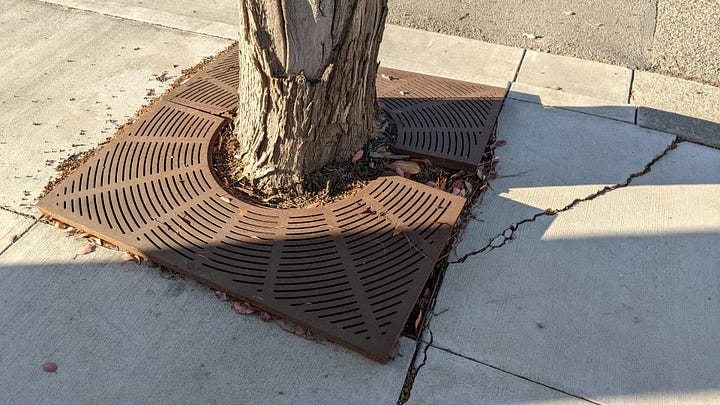 Photos of street trees lifting up sidewalk concrete around them.