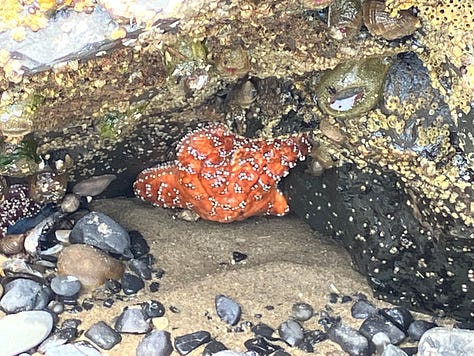 Haystack Rock, Cannon Beach, tide pools