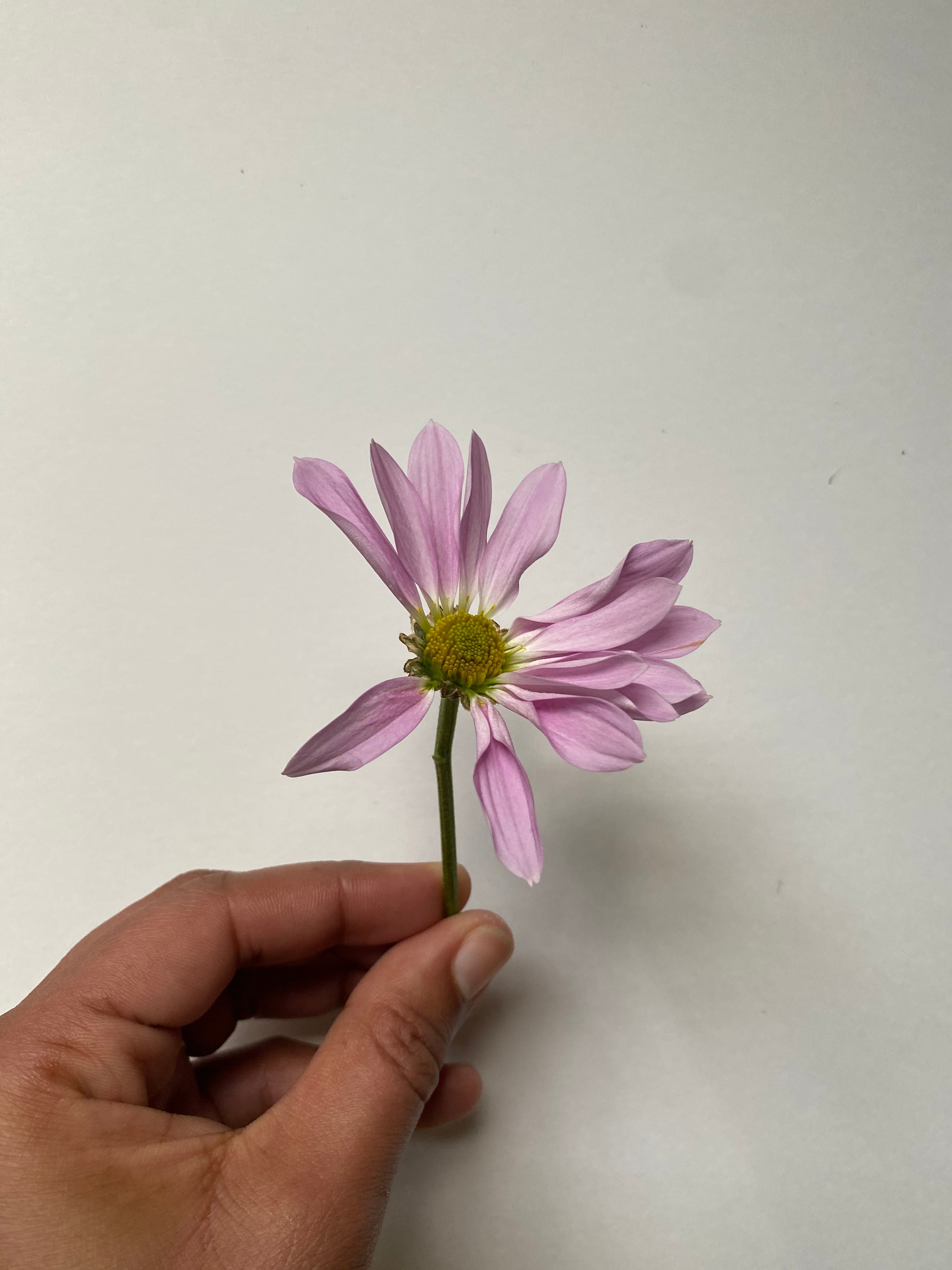 Avery’s Newsletter