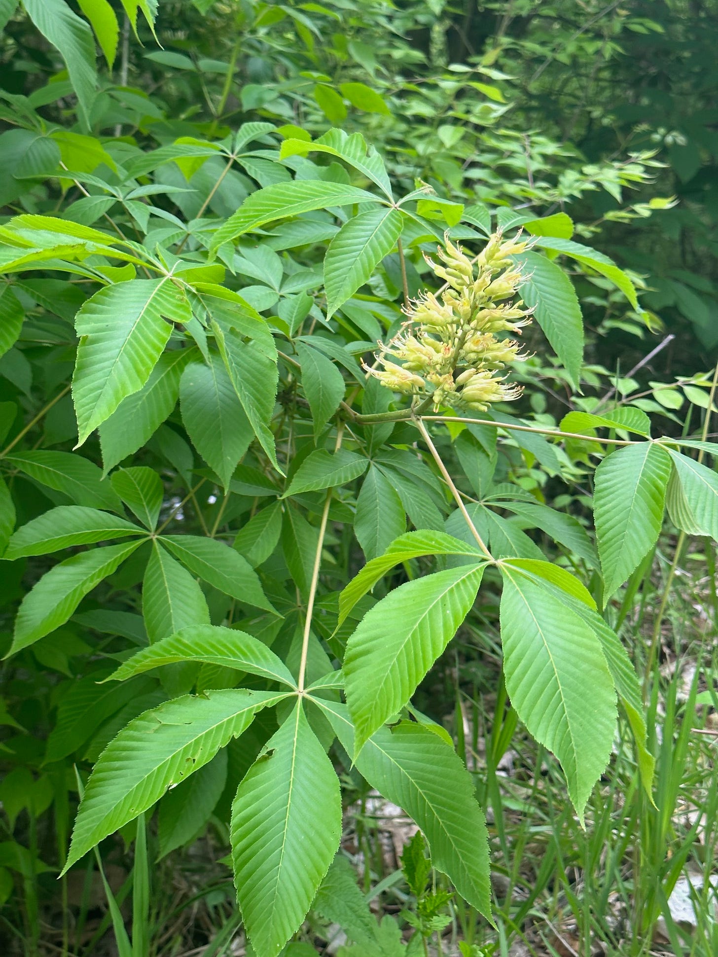 Spring blooming Ohio buckeye