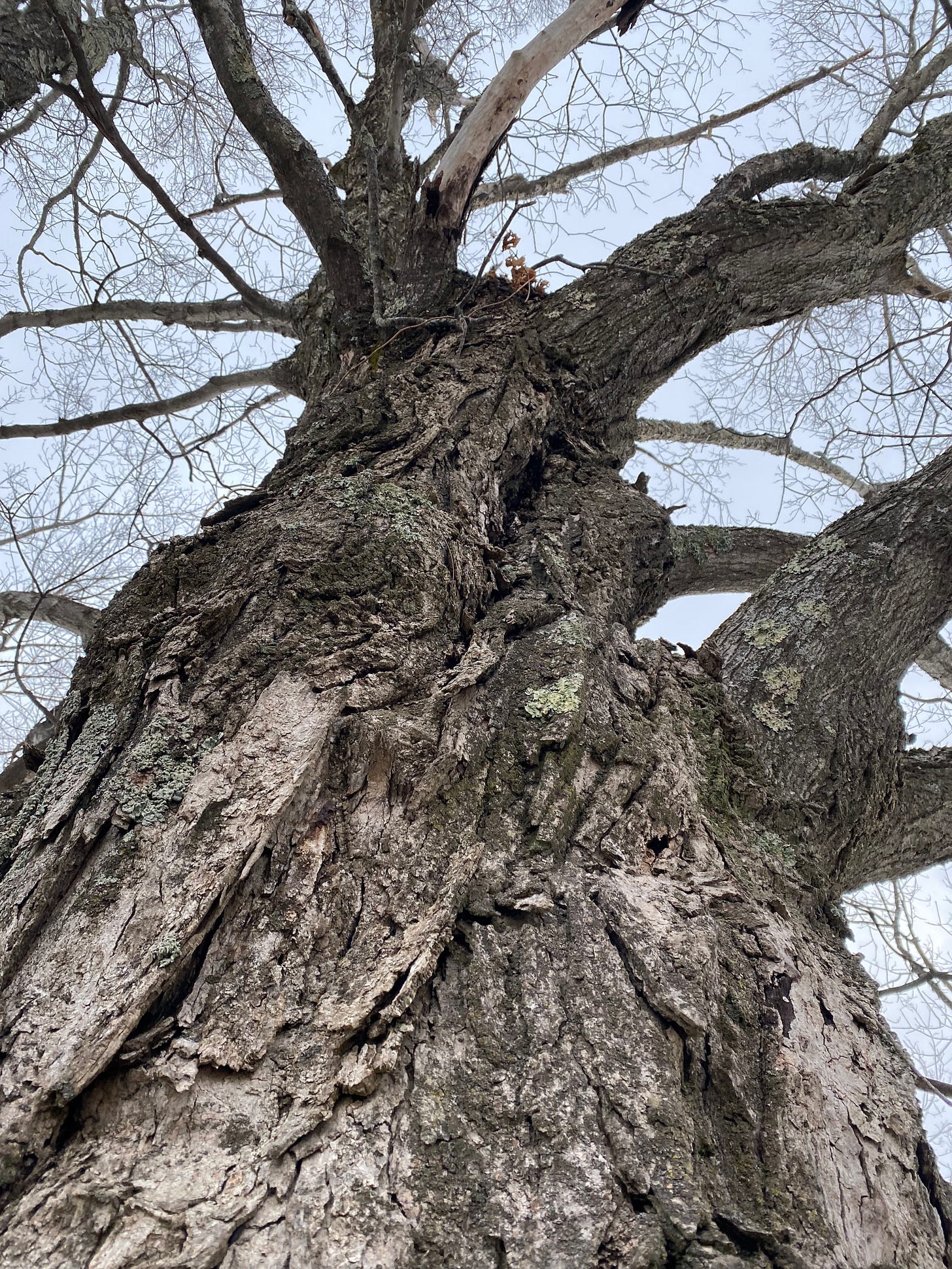 View looking up toward the sky of a huge, gnarled trunk with craggy bark.