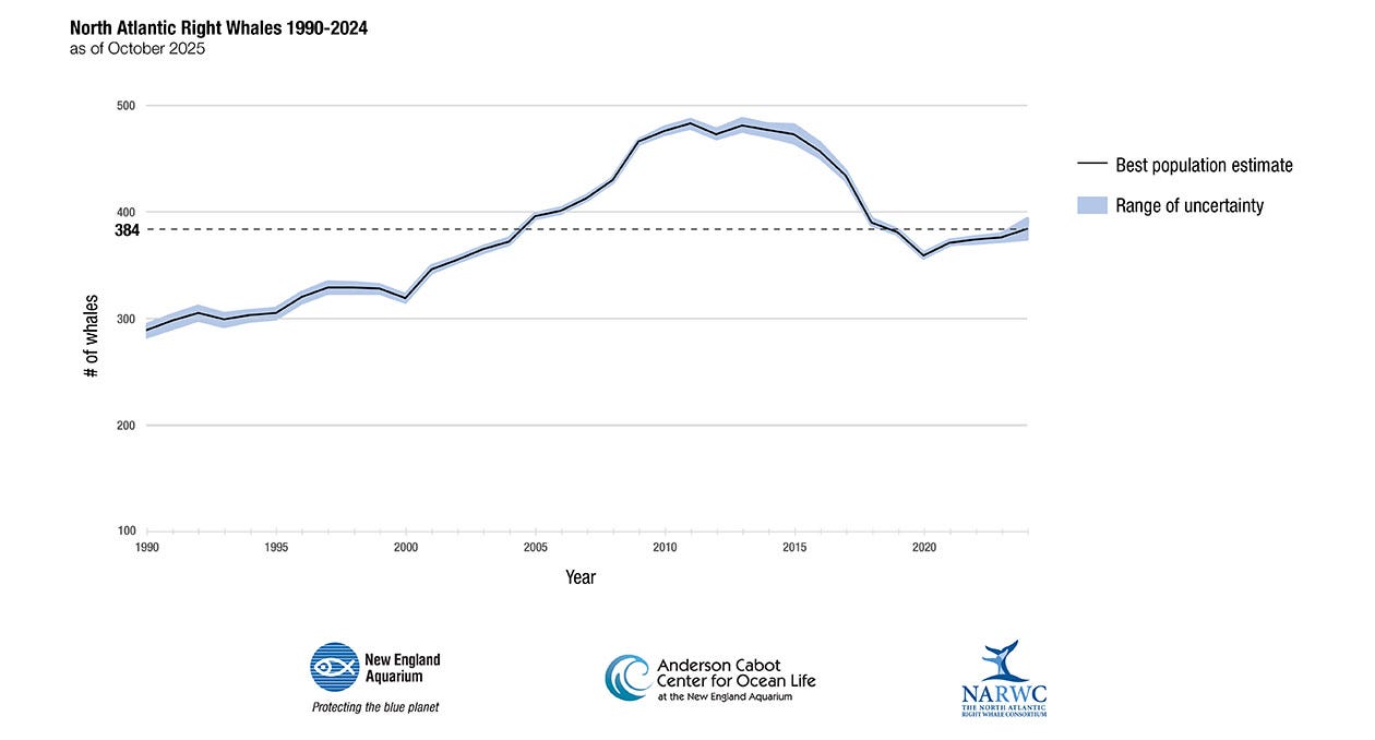Line graph showing North Atlantic Right Whale population estimates from 1990 to 2022, with a peak around 2010 and a decline toward 2022. Includes a range of uncertainty. Transcribed Text: North Atlantic Right Whales 1990-2022 as of October 2023 Best population estimate Range of uncertainty NARWC THE NORTH ATLANTIC RIGHT WHALE CONSORTIUM Anderson Cabot Center for Ocean Life at the New England Aquarium New England Aquarium Protecting the blue planet