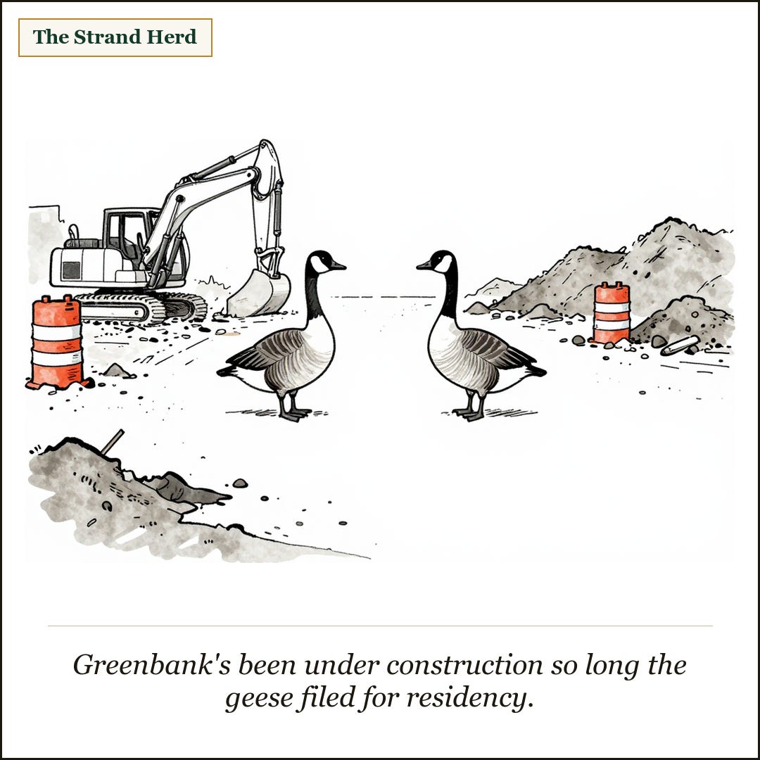 The Strand Herd cartoon: two Canada geese stand in the middle of a torn-up Greenbank road construction site, with a parked excavator, orange traffic barrels and piles of dirt around them. Caption: Greenbank's been under construction so long the geese filed for residency.