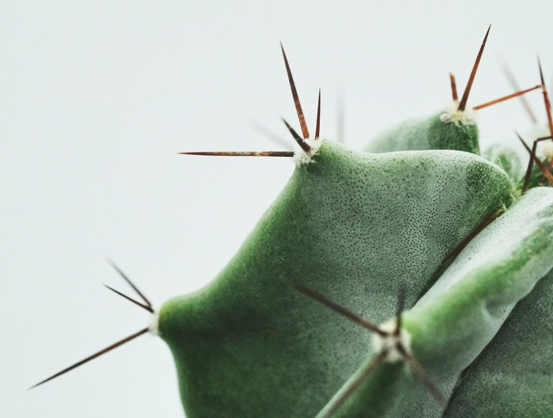 green cactus in close up photography