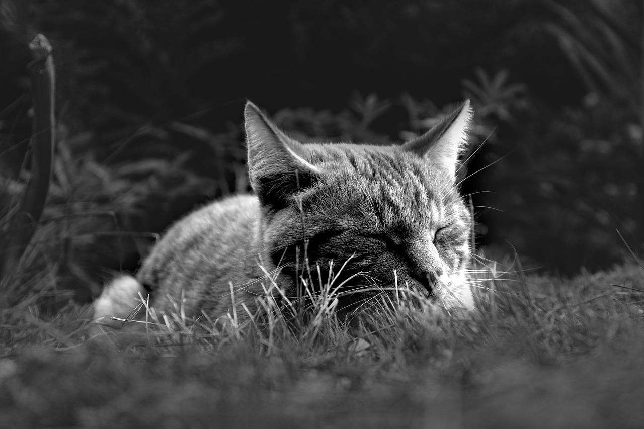 Black background with indistinct plants, grey striped cat with eyes closed
