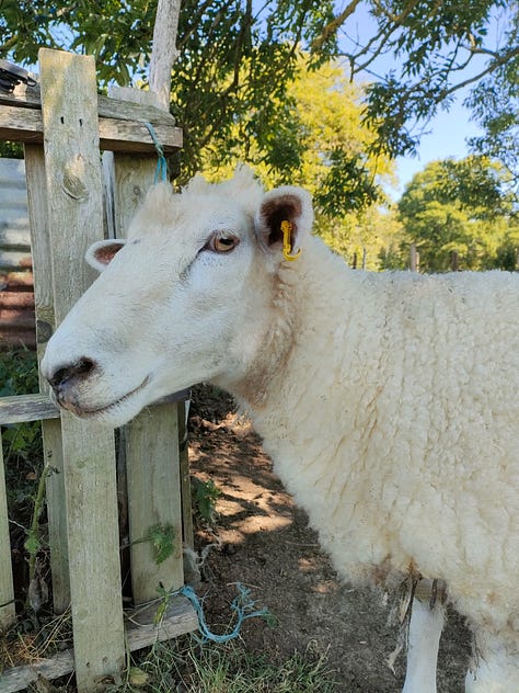 A white pony with dark spots looking left, a signet in a lake, a sheep looking at the camera, a bunny sitting on a haybale, a bird in its aviary, a goat climbing a fence to say hello, a pig smiling at the camera, a swan standing in a grass field, a brown pony looking straight at the camera