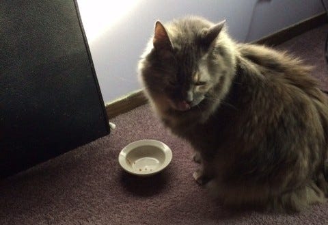 Aria_Empty_Dish_Meows Aria_Empty_Dish_Meows